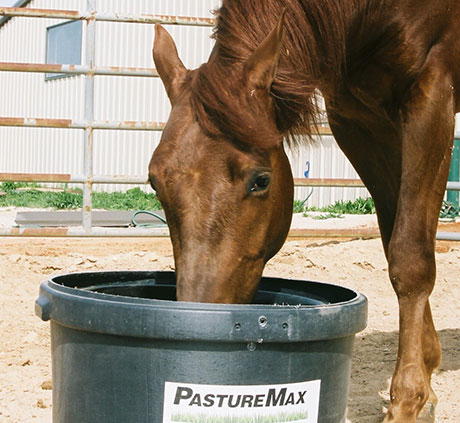 Horse eating feed from a Pasturemax Bucket