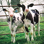 Visit Our Dairy Calf Products Page