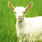 Visit Our Goat & Sheep Products Page