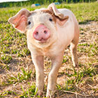 Visit Our Swine Products Page